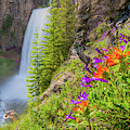 Tumalo Falls Bloom